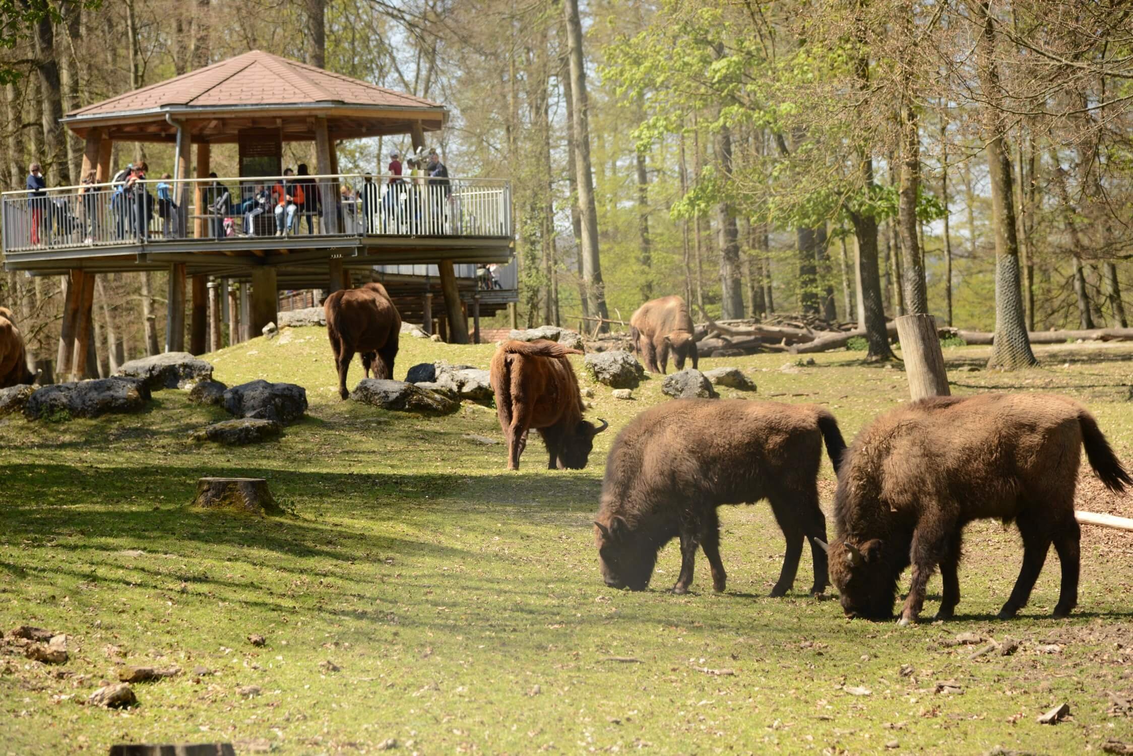 🐾 베른 동물원(티어파크 베른)